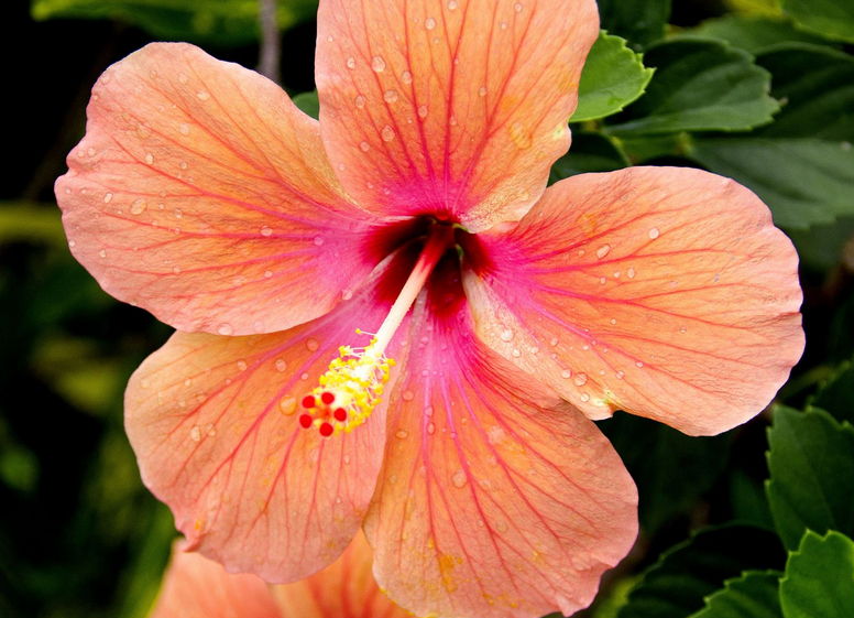 Hibiskus i jego właściwości lecznicze