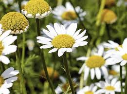 Bertram, przyprawa polecana przez Hildegardę z Bingen